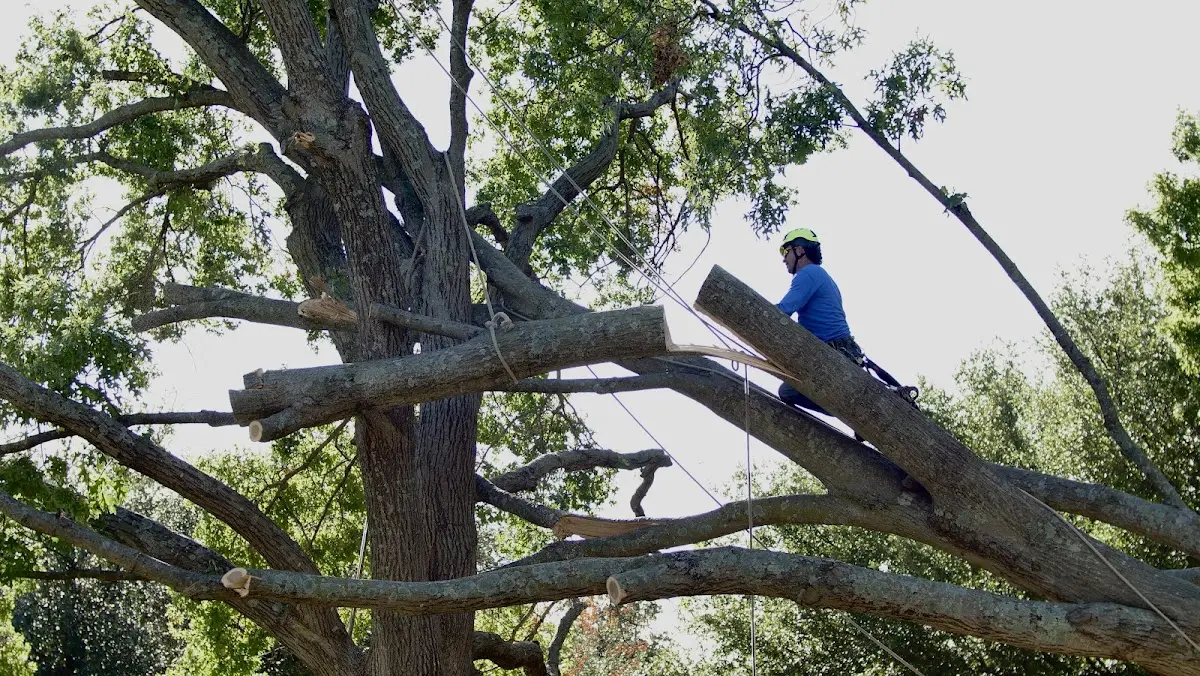 Professional Hazardous Tree Removal performed by certified arborists in Bennett