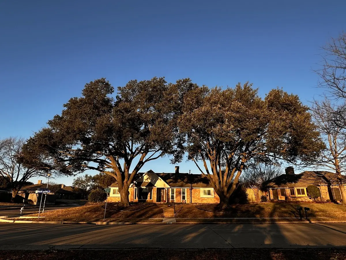 Established residential canopy tree shading a home in Bennett
